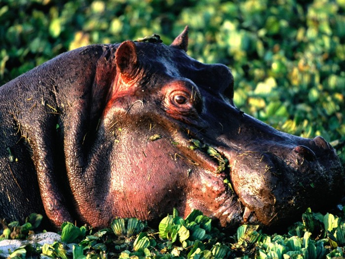 Hippo Foto Wallpaper #5