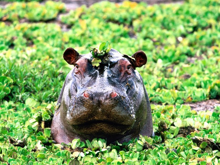 Hippo Foto Wallpaper #10