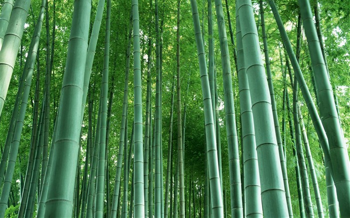 Papel tapiz verde de bambú #3
