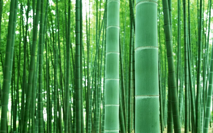 Papel tapiz verde de bambú #4