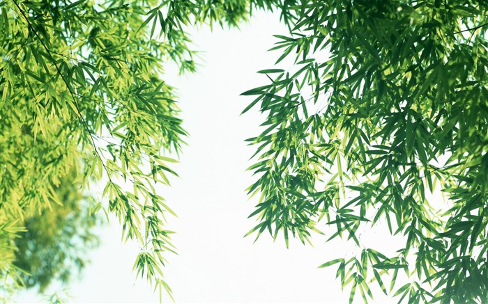 Papel tapiz verde de bambú #5