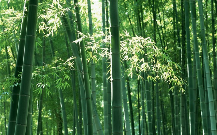 Papel tapiz verde de bambú #6