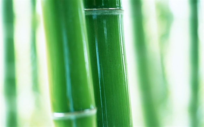 Papel tapiz verde de bambú #9