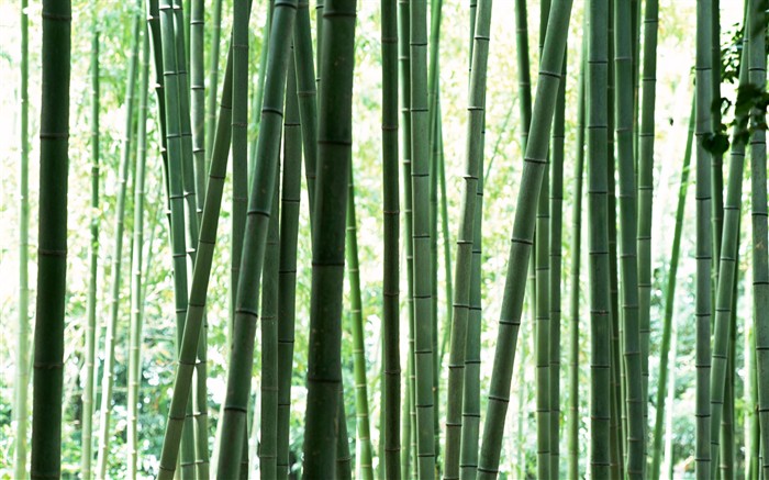 Papel tapiz verde de bambú #12