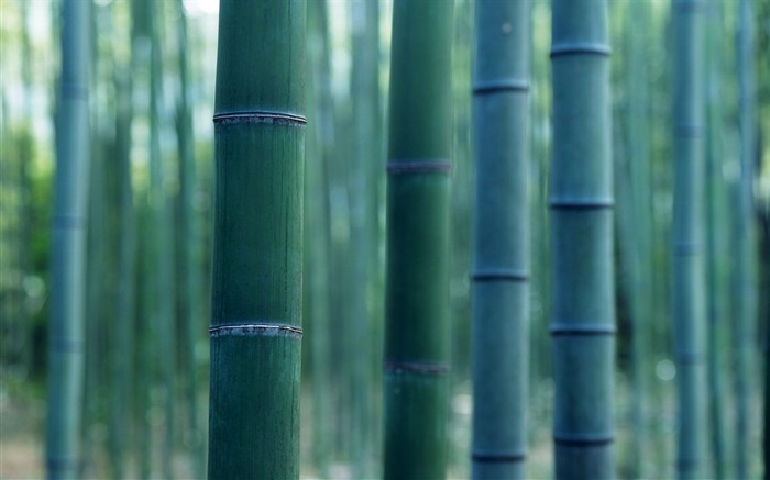 Papel tapiz verde de bambú #15