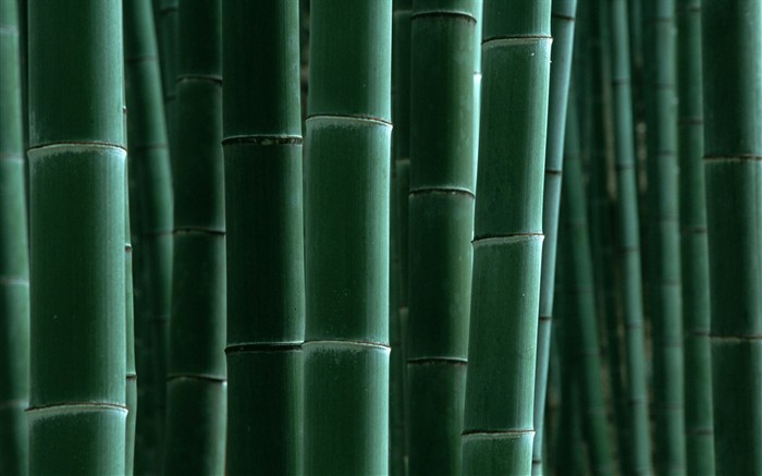 Papel tapiz verde de bambú #16