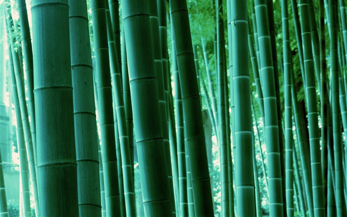 Papel tapiz verde de bambú #17