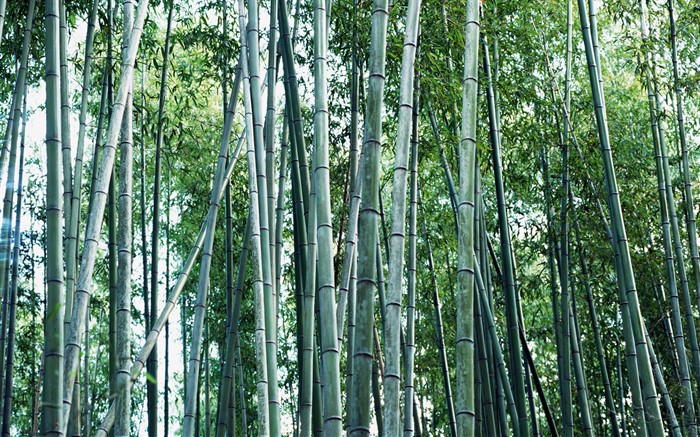 Papel tapiz verde de bambú #18
