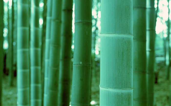 Papel tapiz verde de bambú #20