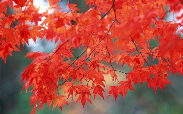 Leaves HD Wallpapers Album #3