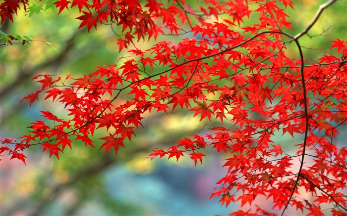 Leaves HD Wallpapers Album #17