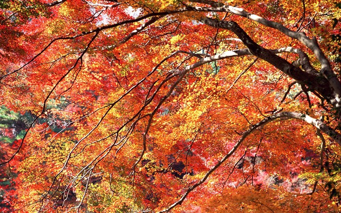 Leaves HD Wallpapers Album #20