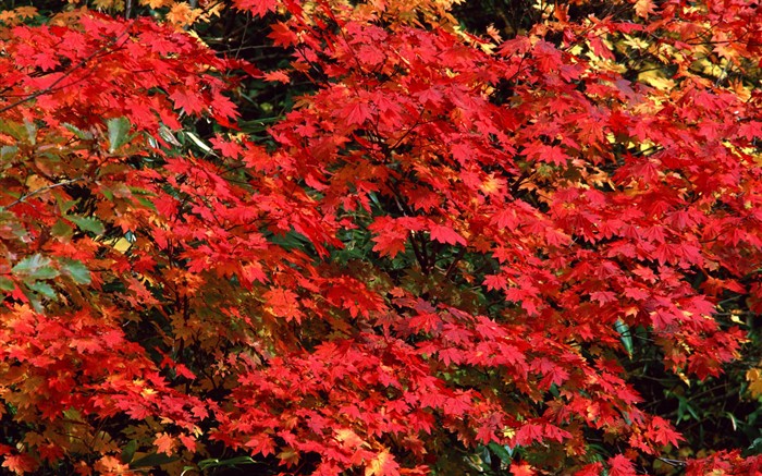 Leaves HD Wallpapers Album #29