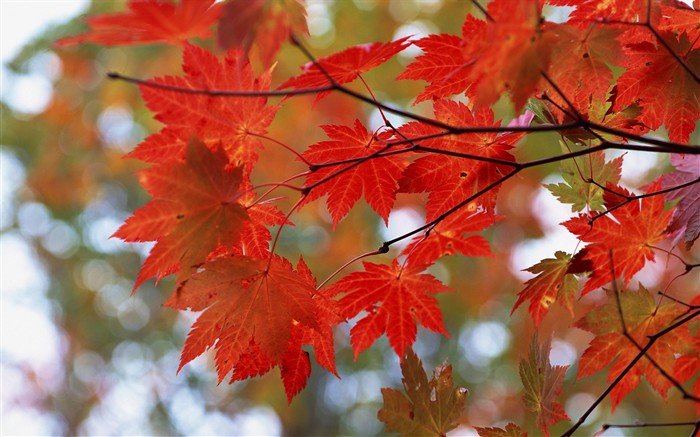 Leaves HD Wallpapers Album #36