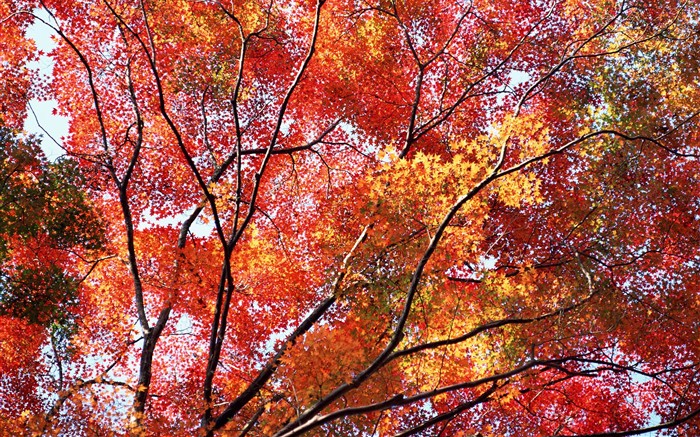 Leaves HD Wallpapers Album #40