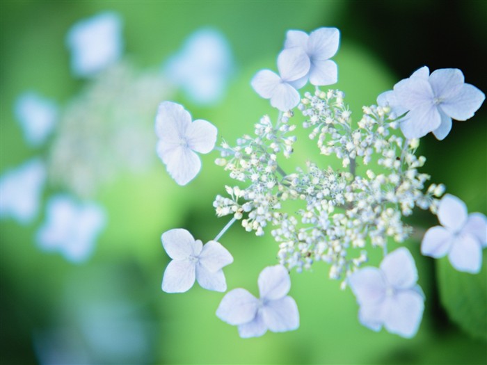 Soft Focus Flower Wallpaper #1