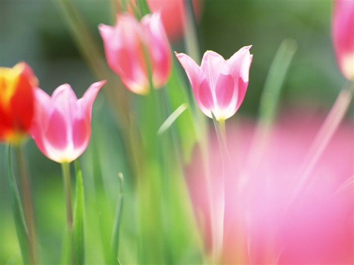 Soft Focus Flower Wallpaper #2