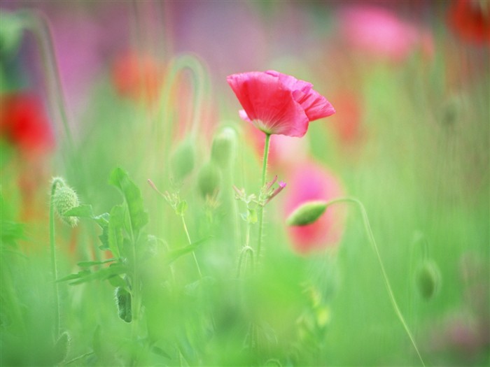 Soft Focus Flower Wallpaper #10