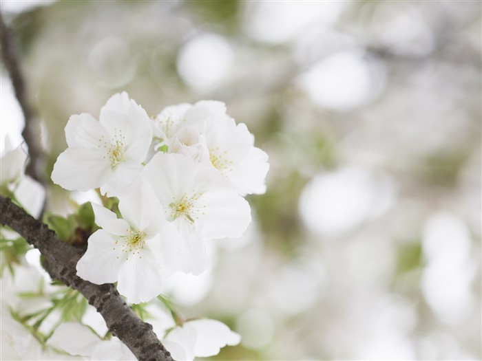 Fond d'écran Flower Soft Focus #12