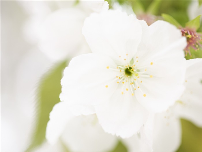 Fond d'écran Flower Soft Focus #16