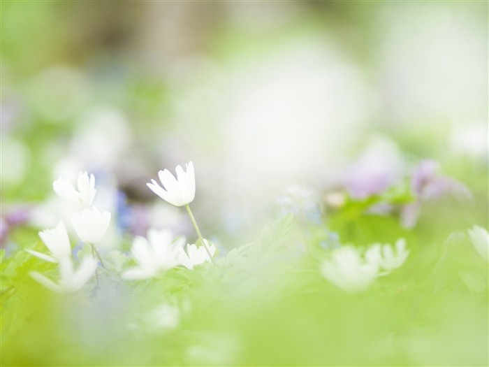 Soft Focus Flower Wallpaper #20