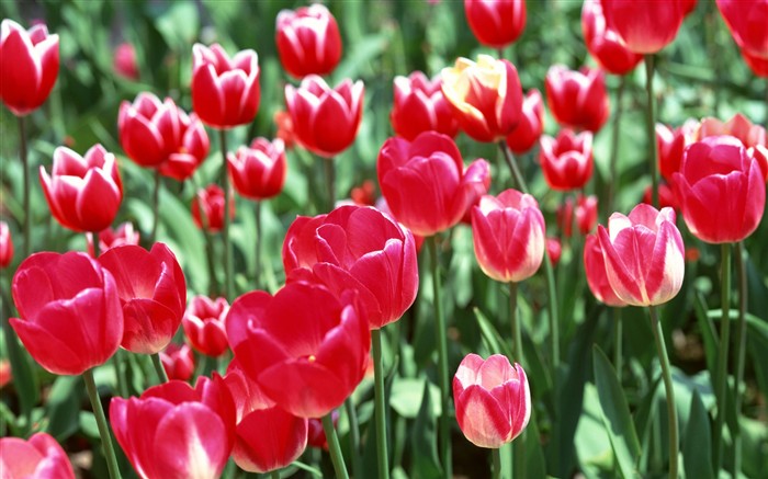 Tulip HD Wallpapers Album #1