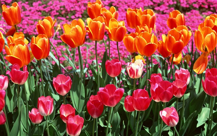 Tulip HD Wallpapers Album #7