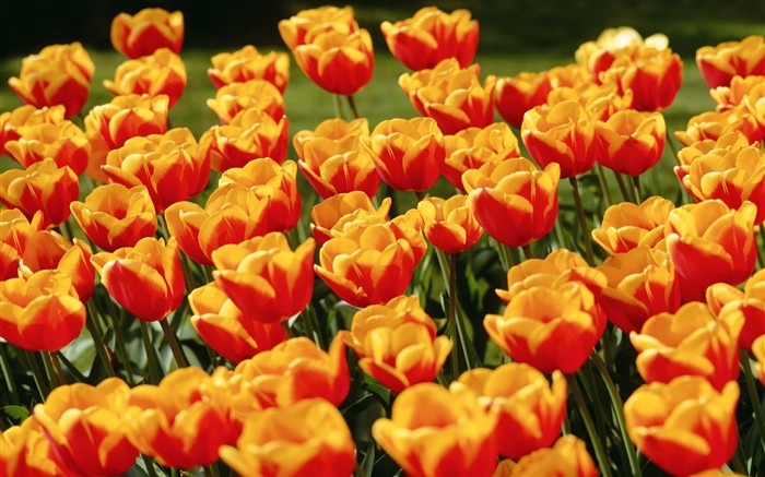 Tulip HD Wallpapers Album #8