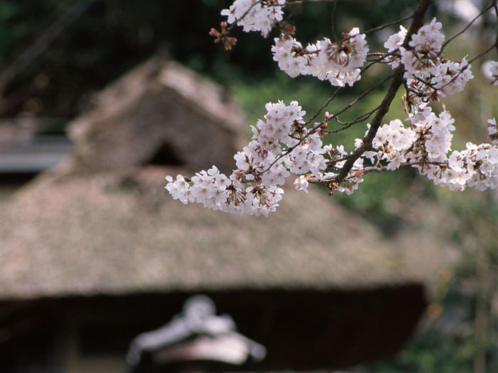 Kyoto, Japon, Fonds d'écran Paysage #15
