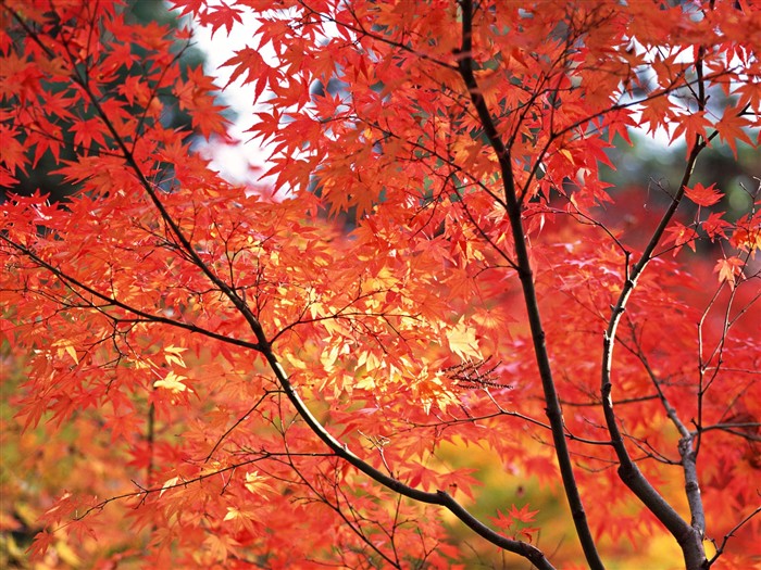 Kyoto, Japón, Fondos de Paisaje #17