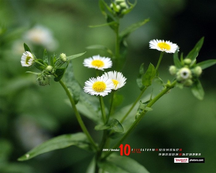 YAHOO Corea del Sur en octubre Calendario Escénicas #11