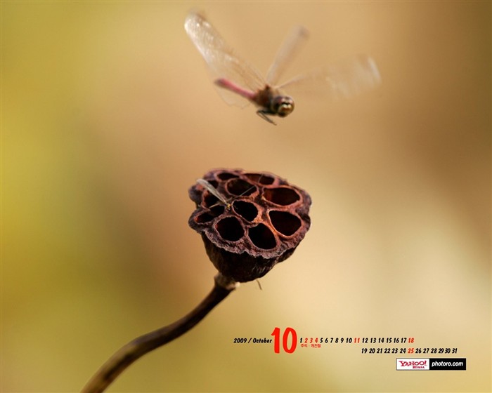 YAHOO Corea del Sur en octubre Calendario Escénicas #12