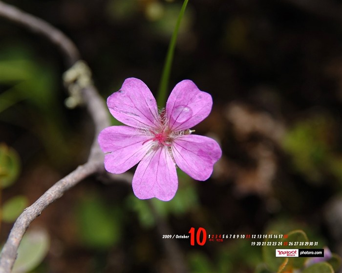 YAHOO Corea del Sur en octubre Calendario Escénicas #15