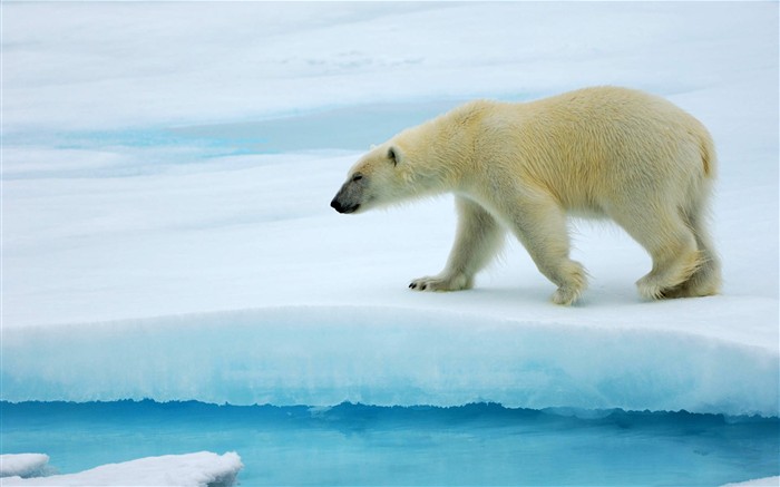 HD Animaux Fonds d'écran Collection (1) #5