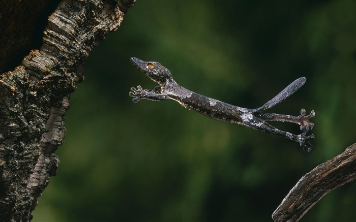 HD Animaux Fonds d'écran Collection (1) #7