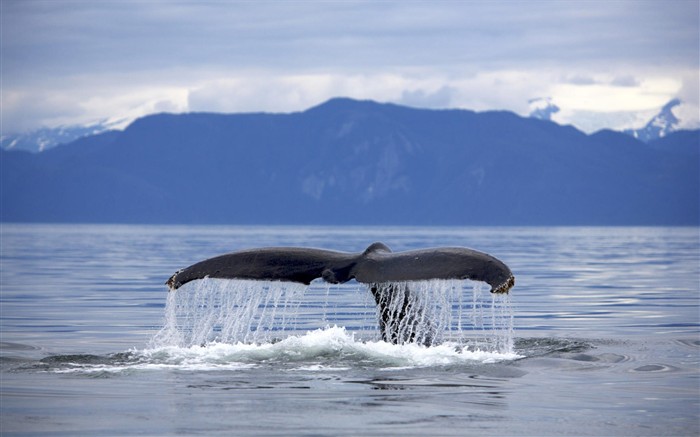 HD Animaux Fonds d'écran Collection (1) #16