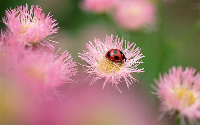 Características de insectos (2) #1