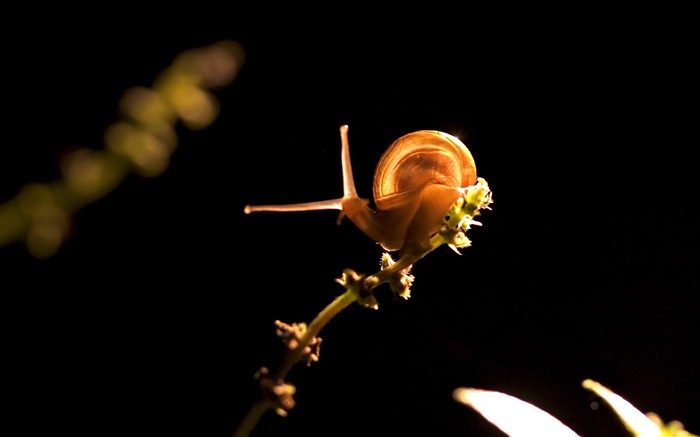 Características de insectos (2) #2