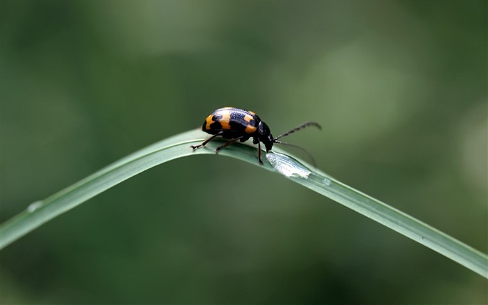 Caractéristiques des insectes (2) #4