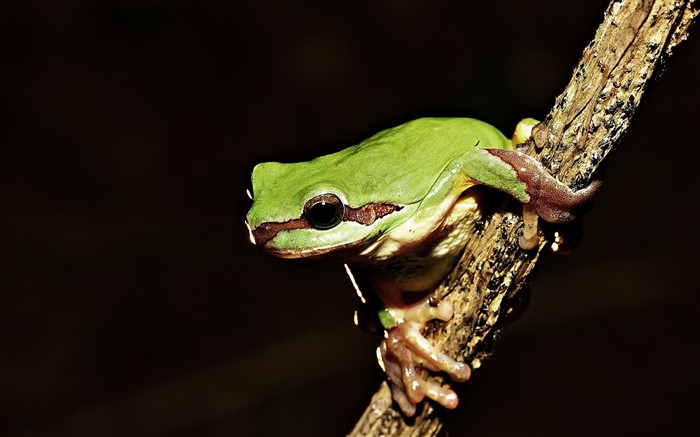 Características de insectos (2) #5