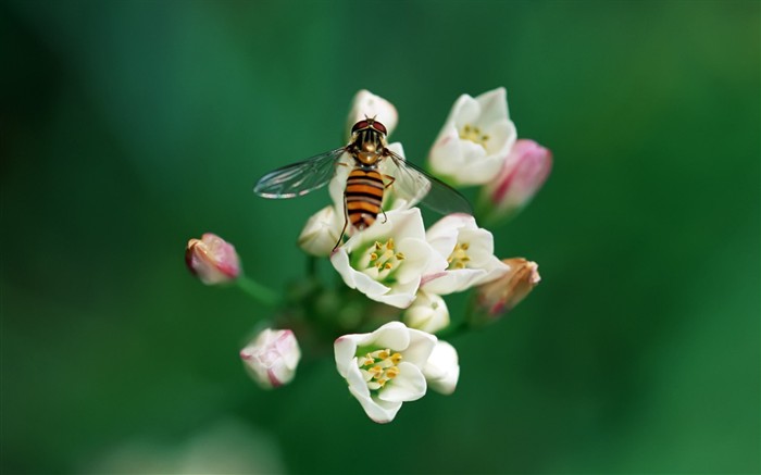 Características de insectos (2) #7