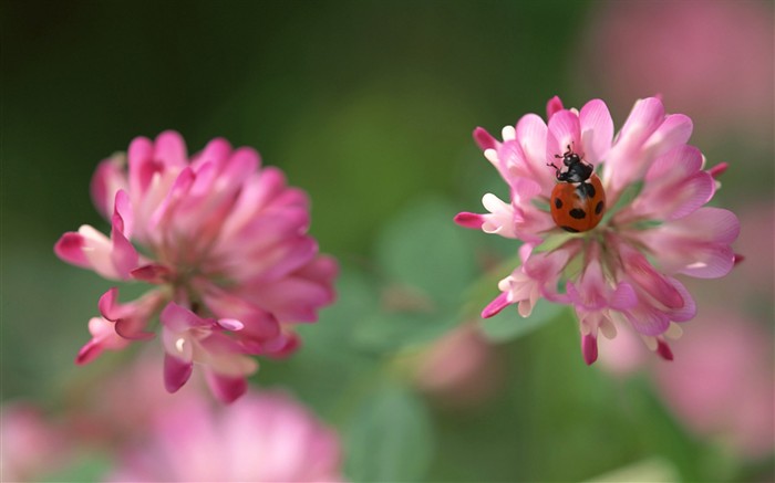 Características de insectos (2) #10