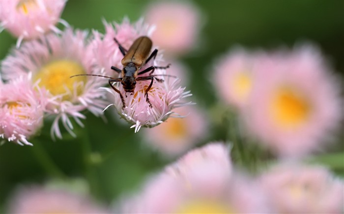 Caractéristiques des insectes (2) #12