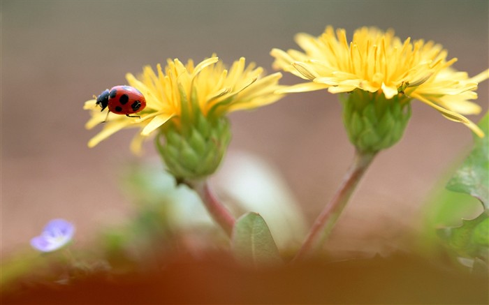 Características de insectos (2) #14