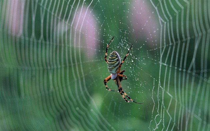 Características de insectos (2) #15