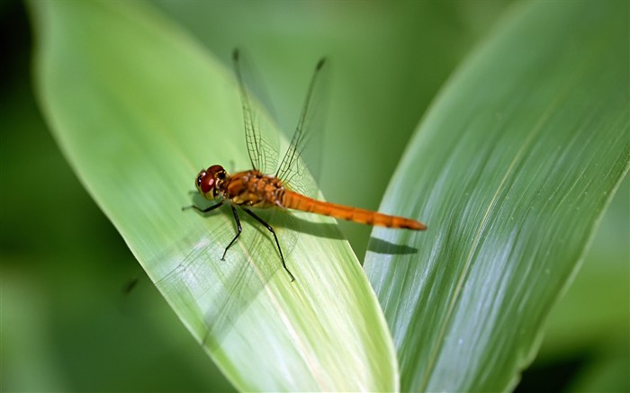 Características de insectos (2) #16