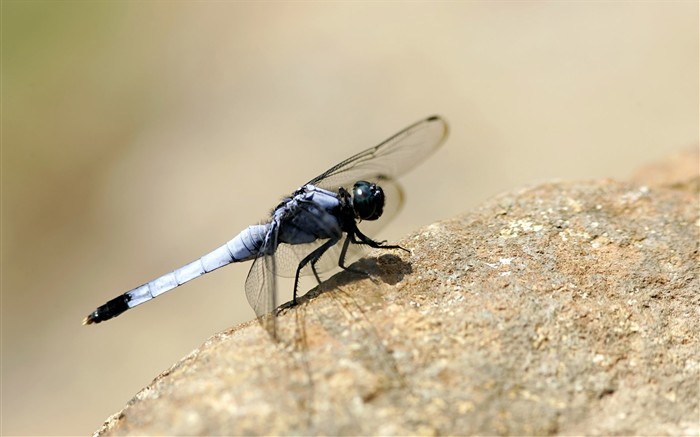 Características de insectos (2) #17