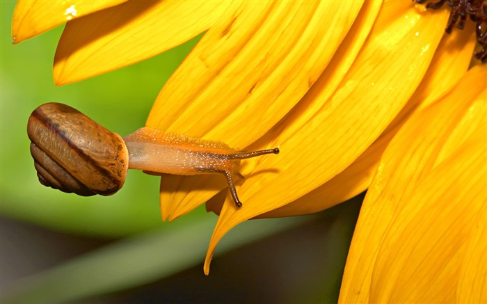 Características de insectos (2) #20