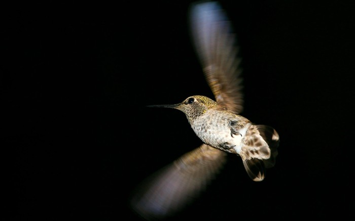 HD Fondos de Aves de fotos #21