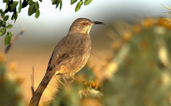 HD Fondos de Aves de fotos #25